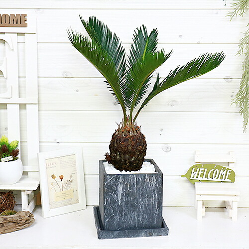 現品 ソテツ 蘇鉄 そてつ H54cm セメントポット鉢 観葉植物 太い 学名 Cycas Revoluta 条件付き送料無料 Andapt Com