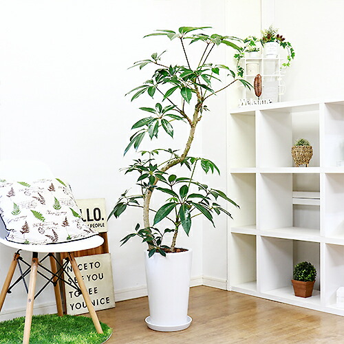 観葉植物 ツピタンサス シェフレラ ピュックレリ H143cm 陶器鉢 現品 ツピダンサス チュピタンサス ブラッサイア 大型 曲がり 自然樹形 Bouncesociety Com