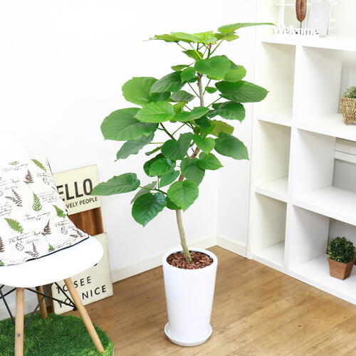 観葉植物 現品 フィカス ウンベラータ H126cm 陶器鉢仕立 大型 観葉植物 花 ガーデン Diy インテリアグリーン 曲がり ハート形の葉 おすすめ ゴムの木 曲線 樹形 風水 永久の幸せ 愛 Christine Coppin Com