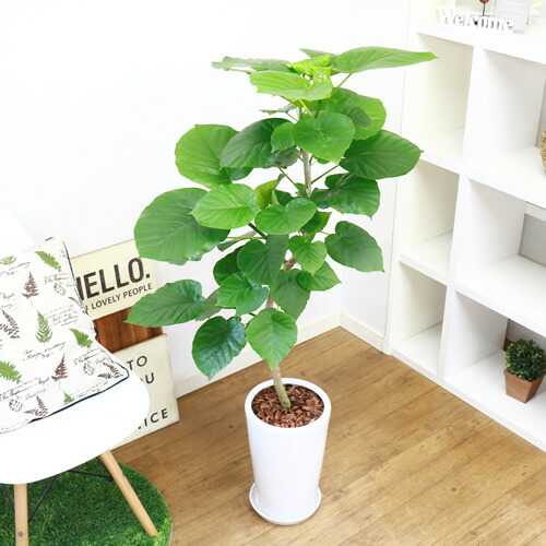 観葉植物 現品 フィカス ウンベラータ H126cm 陶器鉢仕立 大型 観葉植物 花 ガーデン Diy インテリアグリーン 曲がり ハート形の葉 おすすめ ゴムの木 曲線 樹形 風水 永久の幸せ 愛 Christine Coppin Com