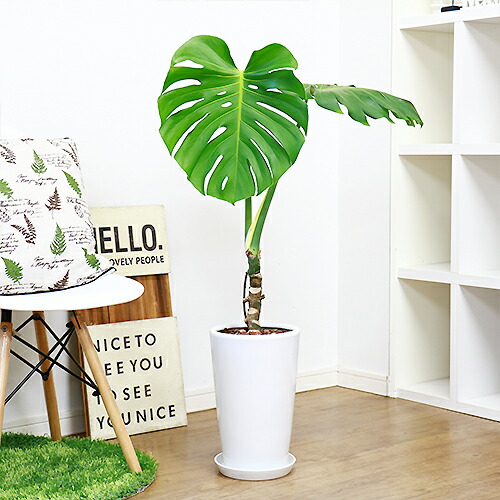 人気のモンステラ風水で鬼門に置くと縁起が良いと言われる人気の観葉植物 花 観葉植物 現品 大きな葉が人気 幹上がり 観葉植物 モンステラ 厳選品 H102cm 陶器鉢仕立 厳選品 観葉植物 トロピカル ハワイアン 新築祝い 開店祝い 事務所移転祝い 引越し祝い 誕生日祝い 結婚