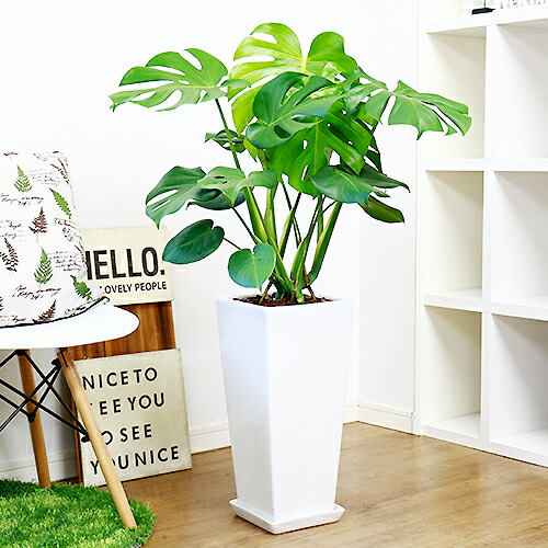 プレゼント 誕生日 記念日 陶器鉢仕立 祝い 人気 観葉植物 モンステラ 花 観葉植物 オープン 人気のボサ仕立 ギフト グリーン おしゃれ 開運 記念品 ナチュラル カジュアル 鉢植え 楽天 通販 Sale 送料無料 人気のボサ仕立 モンステラ デリキオーサ H105cm 陶器鉢仕立 大