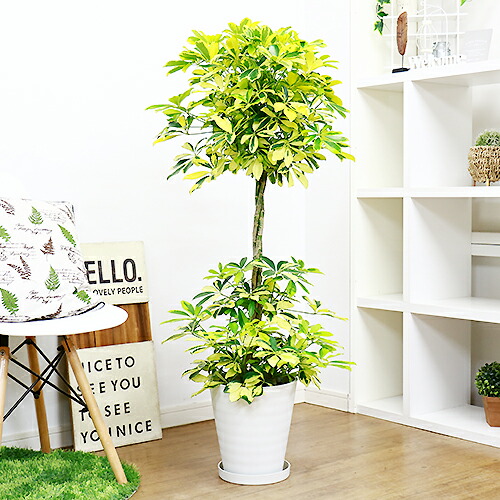 トピアリー 花 観葉植物 ホンコンカポック シェフレラ 耐寒性 観葉植物 オクトパスツリー 観葉植物の専門店e Ran 現品 スタンド仕立 シェフレラ ホンコンカポック 現品 生産量は少なく珍しい仕立です お祝いギフトにおすすめ商品です 8号鉢仕立 観葉植物 非常に強健で