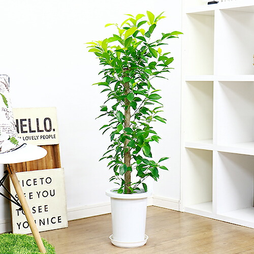 ガジュマル H105cm 現品 観葉植物 がじゅまる 送料込み 多幸の木 丸みを帯びた形から 金 を連想させ 金運を向上させる効果があると言われています 室内の西 北西 北の方角に置くとよいとされており 寝室におすすめの観葉植物です 学名 送料込み 現品 人気 花 観葉