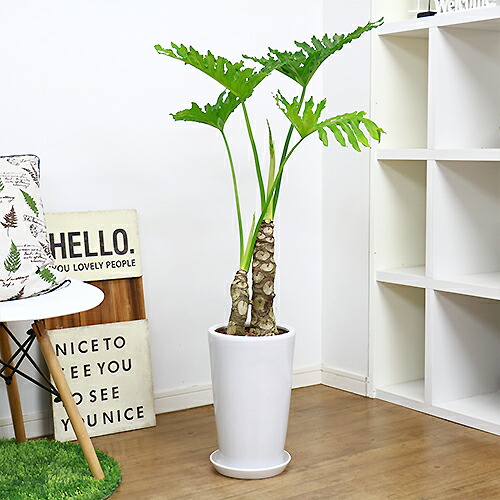 楽天市場 フィロデンドロン セローム ホープ H105cm 陶器鉢仕立 格好良い幹上がり 観葉植物 現品 中型 存在感 エキゾチックな雰囲気 ヒトデカズラ イモ 株立ち 幹上がり おしゃれ 部屋 人気 花言葉 乾燥に強い 耐寒性 耐陰性 観葉植物の専門店e Ran