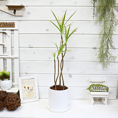 楽天市場 現品 コンシンネ トリカラー H62cm 陶器鉢 トリコロール 花 ガーデン Diy ドラセナ 観葉植物 マルギナータ マジナータ 幸福の木 送料無料 観葉植物の専門店e Ran