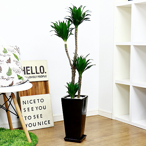観葉植物 ドラセナ コンパクタ H105cm 陶器鉢仕立 ドラセナ ワーネッキーの矮性 ドラセナ デレメンシス Kanal9tv Com