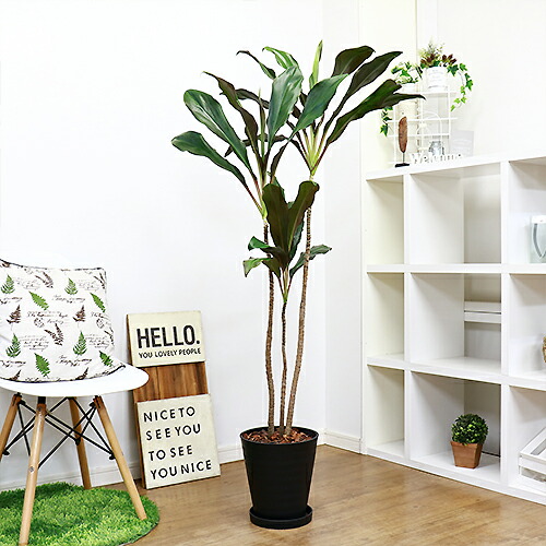 希少種 レア コルジリネ ニューギニアファーン H146cm 8号鉢 花 ガーデン Diy 観葉植物 中型 ハワイでは魔よけのアイテム グッドラックツリー コルディリネ 扇状 リュウゼツラン科 管理 日陰 育てやすい Cdm Co Mz