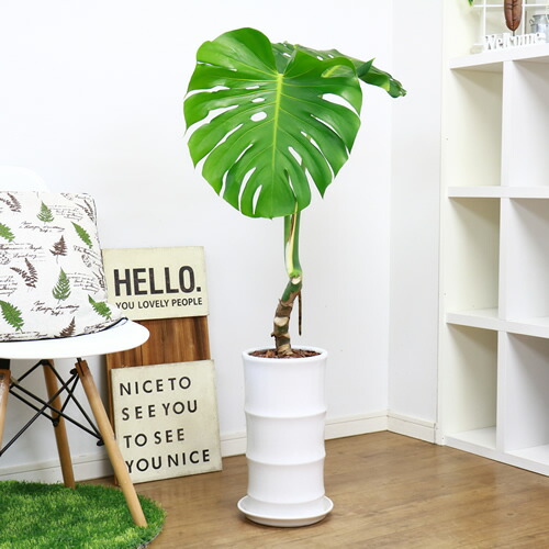 現品 大きな葉が人気 幹上がり モンステラ H113cm 陶器鉢仕立 厳選品 観葉植物 トロピカル ハワイアン 新築祝い 開店祝い 事務所移転祝い 引越し祝い 誕生日祝い 結婚祝い お祝い 送料無料 Egentastore Com