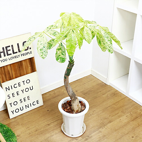 現品 パキラ ミルキーライン 7ナンバー碗仕立もの Hcm 接木 鹿児島県創案 天の川を思わせる斑入りの木ノ葉 観葉植物 ファーニチャー 格好よい ぱきら 貨物輸送無料 Upntabasco Edu Mx