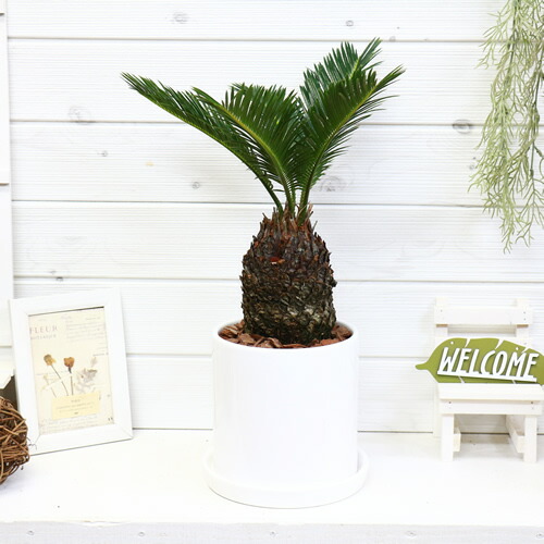 観葉植物 ソテツ 蘇鉄 そてつ 47cm 陶器鉢 現品 太い 学名 Cycas Revoluta 条件付き送料無料 Umu Ac Ug