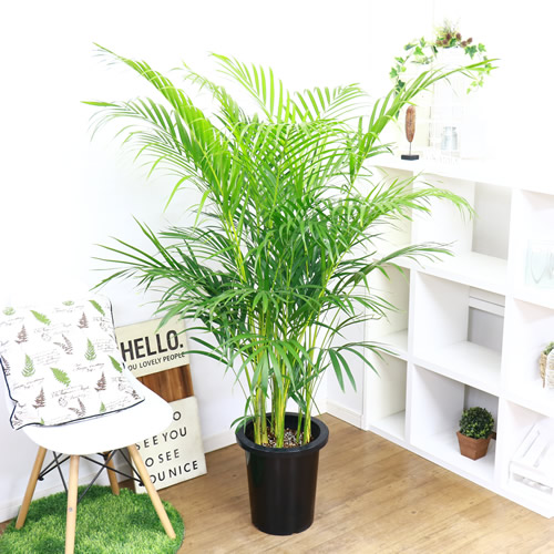 人気の観葉植物 大型 10号鉢 管理説明書 プレゼント アレカヤシ 受皿付き 肥料小袋