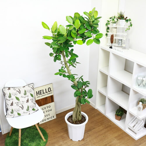 人気のフィカス ベンガレンシス H173cm 10号鉢 現品 観葉植物 縁起の良い 花 ガーデン Diy 曲がり 大型 ベンガルボダイジュ 菩提樹 ゴムノキ 耐寒性 耐陰性 バニヤンツリー Dilcompu Org
