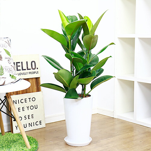 観葉植物 フィカス ロブスター デコラゴム H91cm 陶器鉢 大型 インドゴムの木 ごむの木 フィカス エラスティカ 学名 Ficus Elastica Novix Com
