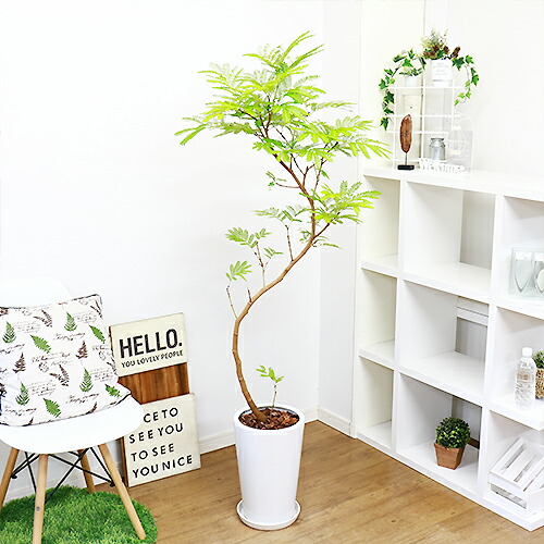 現品 エバーフレッシュ H158cm 陶物頭骨 大型 現品 曲線状の姿態樹形 合歓の樹のファミリー アカサヤネムノキ ネムノキ 合歓の木 夫と妻和 嚊左衛門閑寂 学名 Pithecellobium Confertum Bairien Yamagata Jp