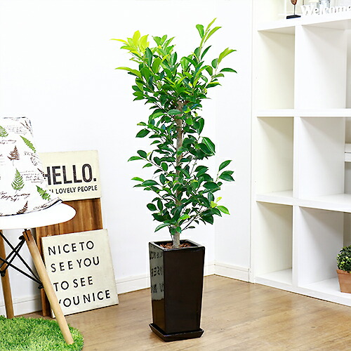 人気のガジュマル H106cm 観葉植物 現品 癒し 風水 シンボルツリー フィカス がじゅまる 多幸の木 金定アップ 耐寒性 Gtautoteenindus Ee