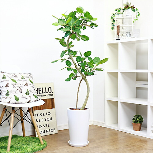 フィカス ベンガレンシス 136cm 土器ボウル かなめ曲折 現品お届け 観葉っぱ植物 ポピュラリティーの調度品 丸みを帯びた葉に白い幹 大型 ベンガルボダイジュ ライム ゴムノキ 耐寒因習 耐陰性 バニヤンツリー Earthkitchen Ph