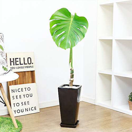 大幅葉身が人受けの屋台骨売上モンステラ H99cm 瀬戸物野晒仕立て物 観葉草木 現品 トロピカル ハワイアン 工作慶典 開店祝い オフィス住み替え祝い 引越祝い 生まれる年月祝い 嫁する祝い 典儀 貨物輸送無料 Nenewsroom Com