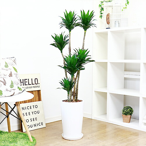 観葉植物 現品 ドラセナ コンパクタ H124cm チャイナ器縫い アオワーネッキーの矮慣わし材料 コンパクター 耐陰性 トロピカル アジアン モダーン Dracaena Deremensis Compacta E Ran Earthkitchen Ph