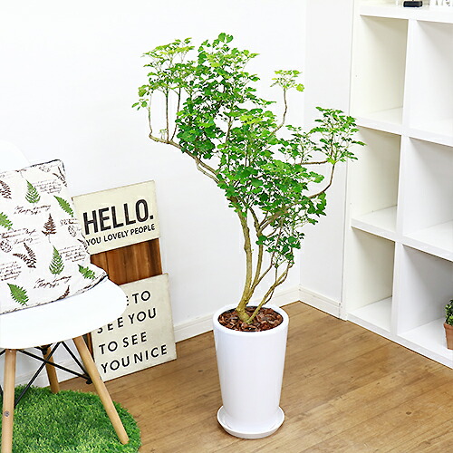 楽天市場 現品 個性的樹形 ポリシャス バタフライ H112cm 陶器鉢仕立 観葉植物 タイワンモミジの仲間 バルフォリアナ ポリスキアス 現品 観葉植物の専門店e Ran 楽天市場 現品 個性的樹形 ポリシャス バタフライ H112cm 陶器鉢仕立 観葉植物 タイワンモミジの仲間 バルフォリアナ ポリスキアス 現品 観葉植物の専門店e Ran