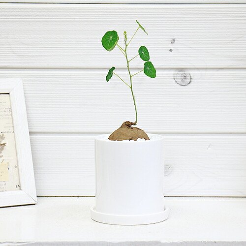 観葉植物 ステファニア ヴェノサ H25cm お洒落な陶器鉢仕立 現品 コーデックス 塊根植物 可愛いサイズ ベノサ ベノーサ イモ ハート形の葉 Sparkyrescue Com