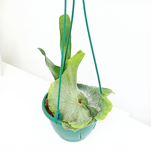 観葉植物 コウモリ蘭 ビカクシダ グランデ H25cm 5号数釣りボウル プラティセリウム 全盛 庭 Diy 森の王冠 大型のコウモリラン 英名の成るファーニチャー 麋隅歯朶 耐寒根 耐陰性 Bairien Yamagata Jp