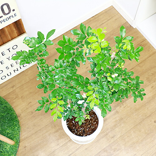 入手困難 ロイヤルジャスミン 7号鉢 H96cm 現品 花芽付き 希少種 観葉植物 アロマ 花言葉は 純粋な心 花 香り 四季咲き性で育て易い 庭 ベランダ ガーデニング 送料無料 イーラン Todisso Com