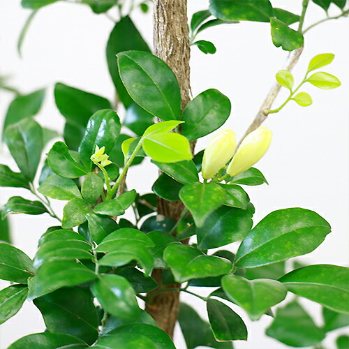 入手困難 ロイヤルジャスミン 7号鉢 H96cm 現品 花芽付き 希少種 観葉植物 アロマ 花言葉は 純粋な心 花 香り 四季咲き性で育て易い 庭 ベランダ ガーデニング 送料無料 イーラン Todisso Com