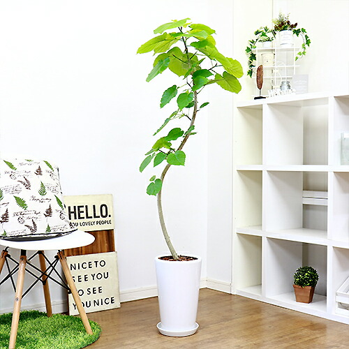 日本最大級メーカー直販 のウンベラータ H141cm フィカス 観葉植物 大型 陶器鉢仕立 大型 陶器鉢仕立 現品 白い 幹に癒される緑のかわいいハート型の葉が魅力で観葉植物定番人気のウンベラータです 曲がり樹形 現品 インテリアグリーン 人気急上昇超特価sale開催の