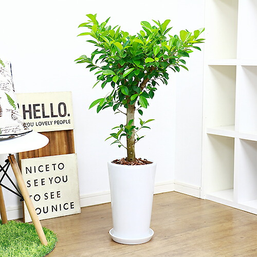 ガジュマル H95cm 陶器鉢仕立 観葉植物 現品 癒し 風水 シンボルツリー フィカス がじゅまる 多幸の木 金運アップ 耐寒性 Lindnercapital Com