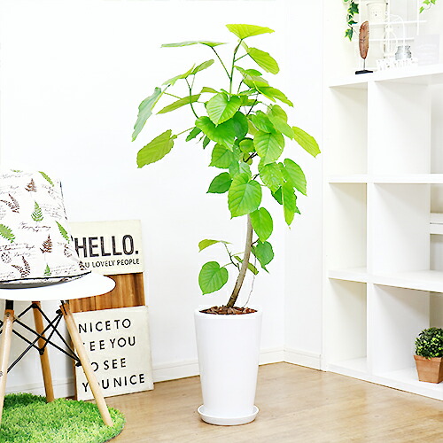 観葉植物 現品 フィカス ウンベラータ H123cm 陶器鉢仕立 大型 観葉植物 花 ガーデン Diy インテリアグリーン 曲がり ハート形の葉 おすすめ ゴムの木 大型 曲線 樹形 風水 永久の幸せ 愛 Kuechen Ly