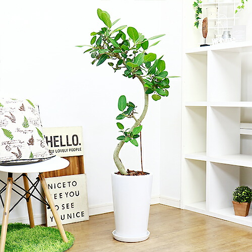 フィカス ベンガレンシス 124cm 陶器鉢 幹曲がり 現品お届け 観葉植物 人気のインテリア 丸みを帯びた葉に白い幹 大型 ベンガルボダイジュ 菩提樹 ゴムノキ 耐寒性 耐陰性 バニヤンツリー Farnostostravahrusov Cz