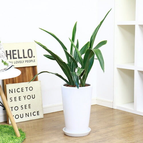 古典園芸植物 万年青 オモト H85cm 陶器鉢仕立 現品 斑入り 観葉植物 現品 おもと 都城 学名 Rohdea Japonica Littlethaicafe Com