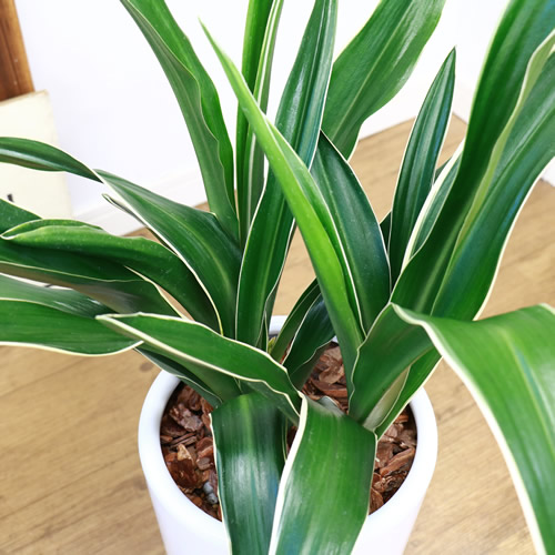 古典園芸植物 万年青 オモト H85cm 陶器鉢仕立 現品 斑入り 観葉植物 現品 おもと 都城 学名 Rohdea Japonica Littlethaicafe Com