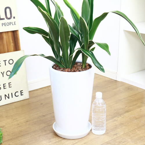 古典園芸植物 万年青 オモト H85cm 陶器鉢仕立 現品 斑入り 観葉植物 現品 おもと 都城 学名 Rohdea Japonica Littlethaicafe Com