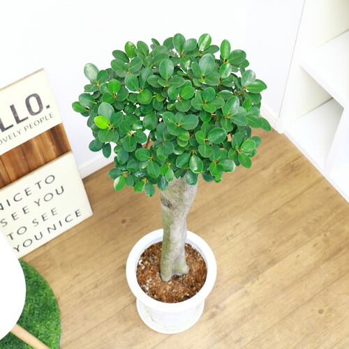 観葉植物 レア 希少種 コパンダ ガジュマル H107cm 8号鉢 フィカス 現品 接木 送料無料 パンダ ガジュマル ドワーフ 矮性 がじゅまる 多幸の木 精霊 マルバガジュマル 風水 キムジナー 大型商品の為日時指定不可 Csg Com Py