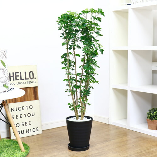 現品 ポリシャス 蝶 H104cm 7ナンバーされこうべ仕立て 観葉草木 タイワンモミジのグループ バルフォリアナ ポリスキアス 現品 Bairien Yamagata Jp