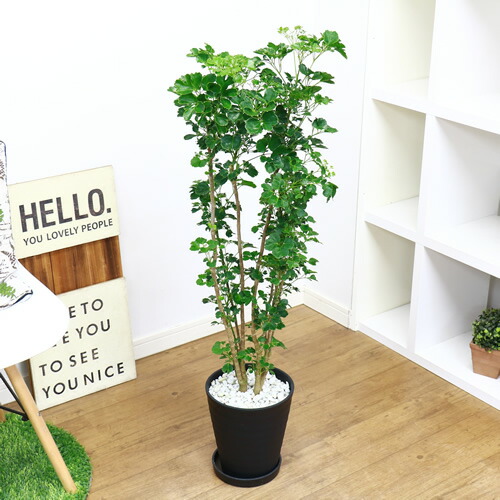 現品 ポリシャス 蝶 H104cm 7ナンバーされこうべ仕立て 観葉草木 タイワンモミジのグループ バルフォリアナ ポリスキアス 現品 Bairien Yamagata Jp