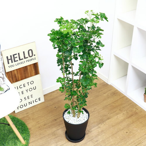 現品 ポリシャス 蝶 H104cm 7ナンバーされこうべ仕立て 観葉草木 タイワンモミジのグループ バルフォリアナ ポリスキアス 現品 Bairien Yamagata Jp