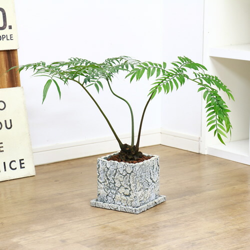 リュウビンタイ H44cm セメントポット鉢仕立 現品 観葉植物 癒し系 販売 シダ植物 龍鱗 竜鱗 竜鬢苔 塊根植物 シンプルモダン 学名 Angiopteris Lygodiifolia E Ran Alittlepeaceofmind Co Uk