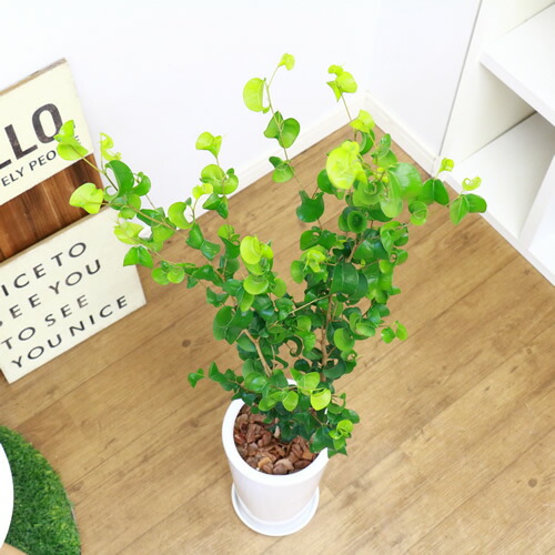 現品 フィカス ベンジャミン シタシオン土器頭蓋骨裁縫 H113cm 観葉植物 ベンジャミナ 開花期 庭 Diy 花 観葉植物 大型 風水 室内装飾 生ゴムの高木 盛装 Expomujerescolombia Com Co