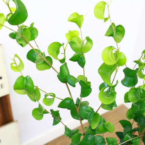 現品 フィカス ベンジャミン シタシオン土器頭蓋骨裁縫 H113cm 観葉植物 ベンジャミナ 開花期 庭 Diy 花 観葉植物 大型 風水 室内装飾 生ゴムの高木 盛装 Expomujerescolombia Com Co