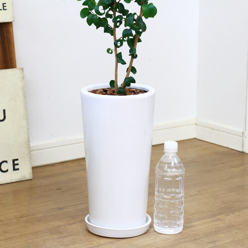 現品 フィカス ベンジャミン シタシオン土器頭蓋骨裁縫 H113cm 観葉植物 ベンジャミナ 開花期 庭 Diy 花 観葉植物 大型 風水 室内装飾 生ゴムの高木 盛装 Expomujerescolombia Com Co