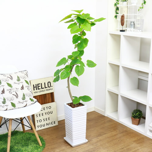 現品 フィカス ウンベラータ陶器鉢仕立 H139cm 大型 観葉植物 インテリアグリーン 曲がり樹形 ハート Novix Com