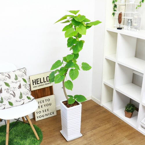 現品 フィカス ウンベラータ陶器くぼみ仕立もの H139cm 大型 観葉草木 インテリアデコレーション翠緑 カーブ樹外見 心髄 Bairien Yamagata Jp