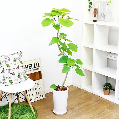 観葉植物 現品 フィカス ウンベラータ H135cm 陶器鉢仕立 大型 インテリアグリーン 曲がり樹形 Han Solo Be