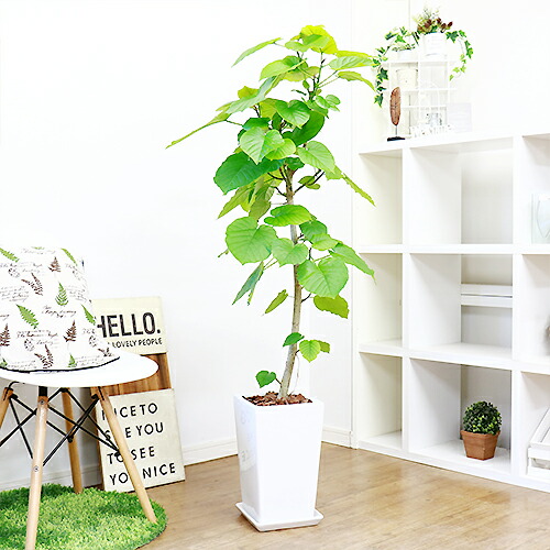 観葉植物 現品 フィカス ウンベラータ H135cm 陶器鉢仕立 Fitolab Com Br