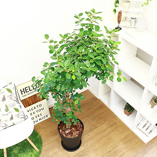 楽天市場 パンダ ガジュマル H150cm 10号鉢 観葉植物 大型 現品 観葉植物の専門店e Ran