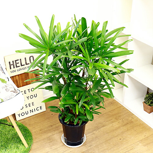 緑の宝石 観音竹 8号鉢仕立 現品 観葉植物 カンノンチク 日陰 送料無料 Mybluehotel Com Br