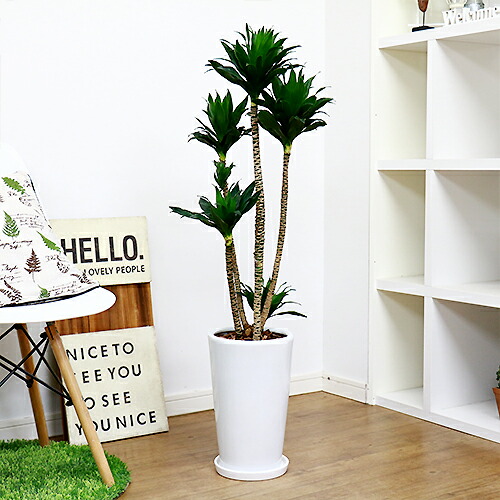 観葉植物 ドラセナ コンパクタ H107cm 陶器鉢仕立 光沢のある濃い緑色の葉 乱れにくい樹形 耐陰性 ドラセナ ワーネッキーの矮性 ドラセナ デレメンシス 幸福の木の仲間 Fitzfishponds Com